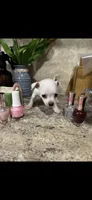 Tiny white princess, a female Chihuahua for sale in Hendrix, OK – 4 of 6