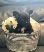 Tiny, tiny, tiny shadow (LH), a male Chihuahua for sale in Hendrix, OK – 3 of 10