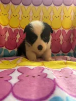Morgan, a female Pembroke Welsh Corgi for sale in Hendrix, OK – 3 of 3