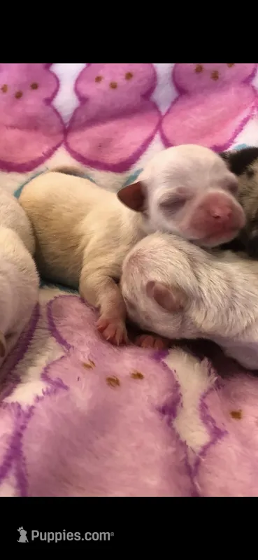 Tiny white male – Chihuahua puppy for sale in Hendrix, OK