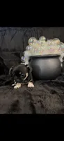 Unique lil shadow, a female Chihuahua and Pekingese for sale in Hendrix, OK – 7 of 9