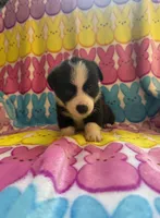 George, a male Pembroke Welsh Corgi for sale in Hendrix, OK – 2 of 5