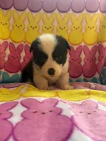 Morgan, a female Pembroke Welsh Corgi for sale in Hendrix, OK – 1 of 3
