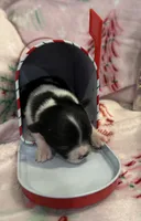 Tiny Lyra, a female Chihuahua for sale in Hendrix, OK – 5 of 6