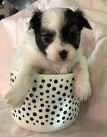 Jed, a male Chihuahua for sale in Hendrix, OK – 1 of 5