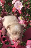 Jake (longhair), a male Chihuahua for sale in Hendrix, OK – 7 of 8