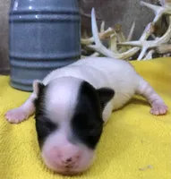 Jed, a male Chihuahua for sale in Denison, TX – 4 of 5