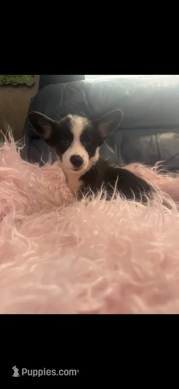 George – Pembroke Welsh Corgi puppy for sale in Hendrix, OK