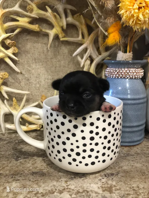 Shadow – Chihuahua, Pekingese puppy for sale in Hendrix, OK