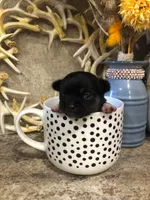 Shadow, a female Chihuahua and Pekingese for sale in Hendrix, OK – 1 of 6