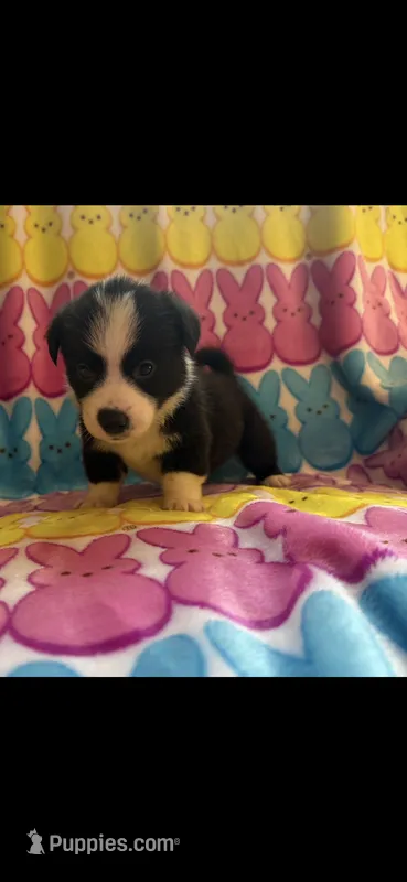 George – Pembroke Welsh Corgi puppy for sale in Hendrix, OK