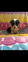 Krissy, a female Pembroke Welsh Corgi for sale in Denison, TX – 2 of 2