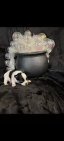 Tiny Gabe, a male Chihuahua for sale in Hendrix, OK – 6 of 10