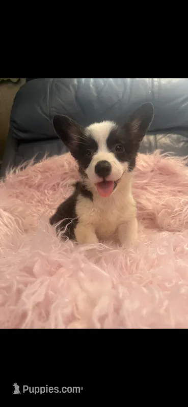 Tiny Tess – Pembroke Welsh Corgi puppy for sale in Hendrix, OK