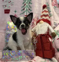 Tiny Gabe, a male Chihuahua for sale in Hendrix, OK – 5 of 5