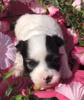 Jed (longhair), a male Chihuahua for sale in Hendrix, OK – 9 of 9