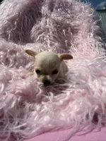 Jackie, a female Chihuahua for sale in Hendrix, OK – 2 of 4