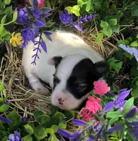 Jed, a male Chihuahua for sale in Hendrix, OK – 2 of 4
