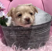 Tiny fluffball jake, a male Chihuahua for sale in Hendrix, OK – 7 of 10