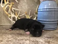 Shadow, a female Chihuahua and Pekingese for sale in Hendrix, OK – 2 of 4