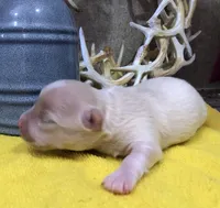 Jake, a male Chihuahua for sale in Denison, TX – 5 of 5
