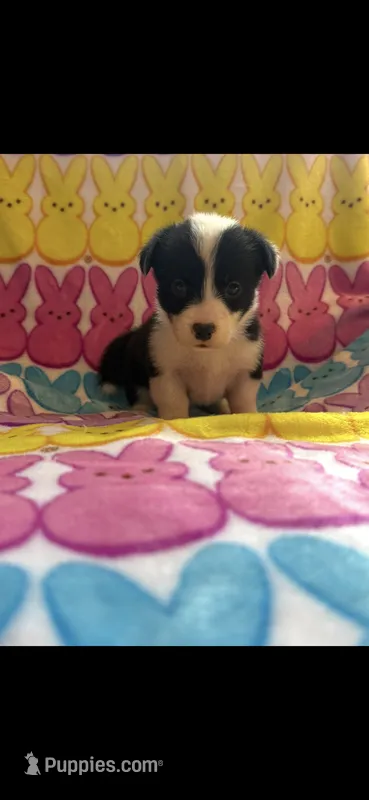 Krissy – Pembroke Welsh Corgi puppy for sale in Denison, TX