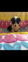 Krissy, a female Pembroke Welsh Corgi for sale in Denison, TX – 1 of 2