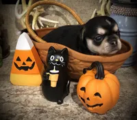 Reba, a female Chihuahua and Pekingese for sale in Hendrix, OK – 3 of 3