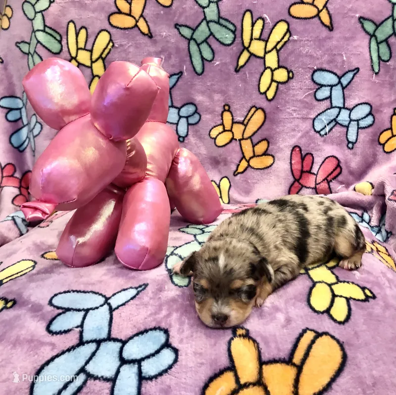 Oliva (long hair) – Chihuahua puppy for sale in Denison, TX