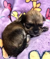 Charlie (long haired), a male Chihuahua for sale in Denison, TX – 4 of 5