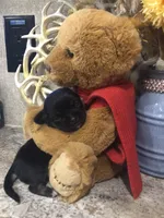 Shadow, a female Chihuahua and Pekingese for sale in Hendrix, OK – 5 of 6