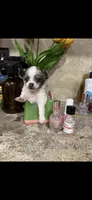 Tiny, tiny, tiny LH, a male Chihuahua for sale in Hendrix, OK – 4 of 7