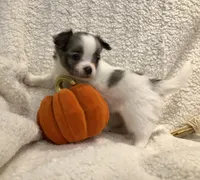 Super tiny LH sky with one blu eye, a female Chihuahua for sale in Hendrix, OK – 2 of 5