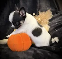 Gabe, a male Chihuahua for sale in Hendrix, OK – 5 of 5