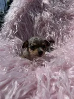 Oliva, a female Chihuahua for sale in Hendrix, OK – 5 of 5