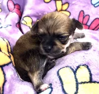 Charlie (long haired), a male Chihuahua for sale in Denison, TX – 5 of 5