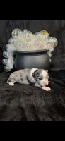Iris, a female Chihuahua for sale in Hendrix, OK – 3 of 6