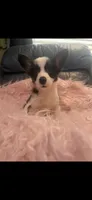 Tiny Morgan, a female Pembroke Welsh Corgi for sale in Hendrix, OK – 8 of 8
