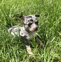 Tiny Merle SH, a male Chihuahua for sale in Hendrix, OK – Photo 2 of 2