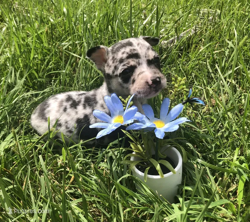 Tiny Merle SH – Chihuahua puppy for sale in Hendrix, OK