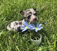 Tiny Merle SH, a male Chihuahua for sale in Hendrix, OK – Photo 1 of 2
