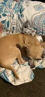 Prim Rose, a female Chihuahua for sale in Hendrix, OK – 6 of 6