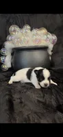 Gabe, a male Chihuahua for sale in Hendrix, OK – 5 of 6