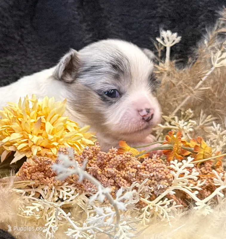 Kane (blue Merle) (LH) – Chihuahua puppy for sale in Hendrix, OK