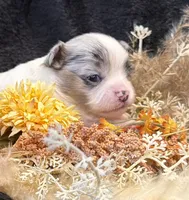 Kane (blue Merle) (LH), a male Chihuahua for sale in Hendrix, OK – 1 of 5