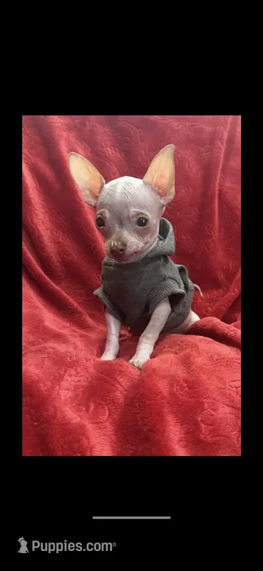 Tiny Hairless chi – Chihuahua puppy for sale in Hendrix, OK