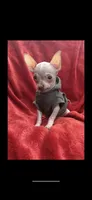 Tiny Hairless chi, a male Chihuahua for sale in Hendrix, OK – Photo 1 of 6