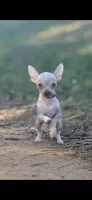 Tiny Hairless chi, a male Chihuahua for sale in Hendrix, OK – Photo 5 of 6