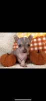 Tiny Hairless chi, a male Chihuahua for sale in Hendrix, OK – Photo 2 of 6