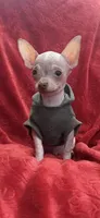 Tiny Hairless chi, a male Chihuahua for sale in Hendrix, OK – Photo 6 of 6